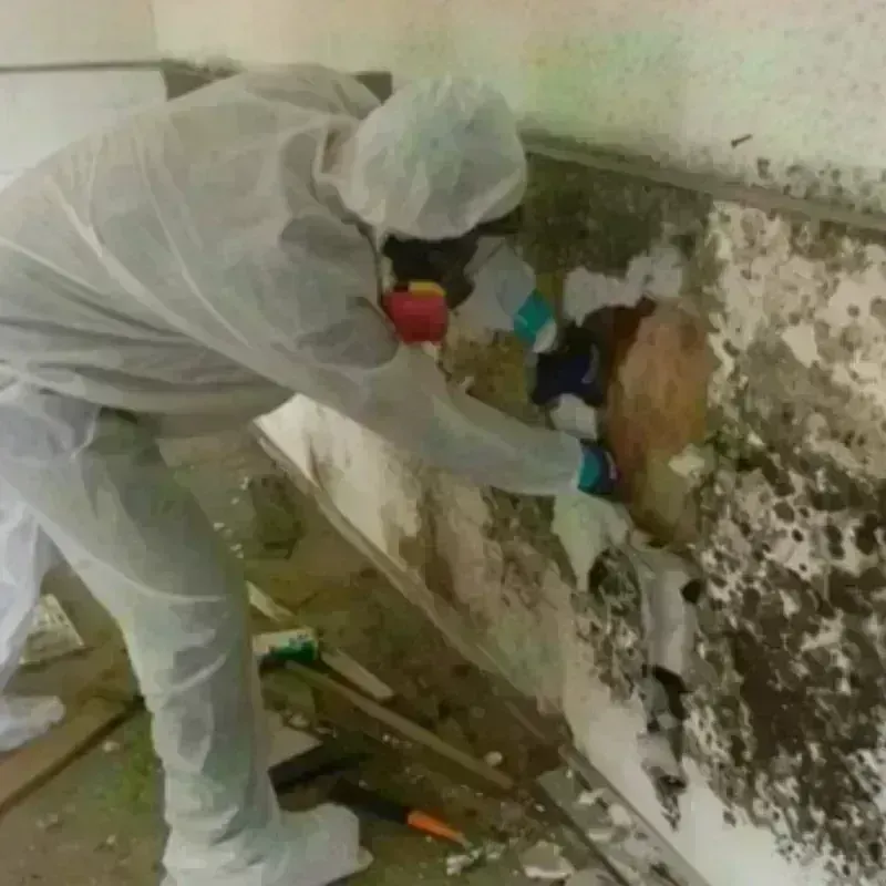 Mold Remediation and Removal in Deltaville, VA